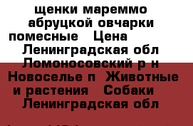 щенки мареммо- абруцкой овчарки  помесные › Цена ­ 10 000 - Ленинградская обл., Ломоносовский р-н, Новоселье п. Животные и растения » Собаки   . Ленинградская обл.